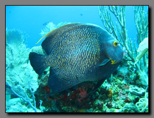 french angelfish